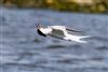 Roseate Tern