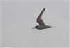 Roseate Tern