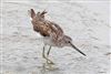 Greenshank