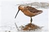 Long-billed Dowitcher