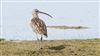 Curlew