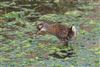 Water Rail