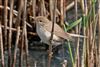 Reed Warbler