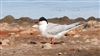 Roseate Tern