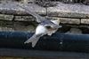 House Martin