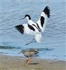 Avocet