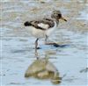 Oystercatcher