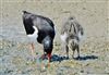 Oystercatcher