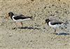 Oystercatcher