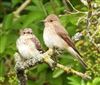 Spotted Flycatcher