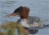 Goosander