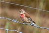 Linnet