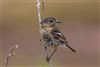 Stonechat