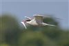 Common Tern