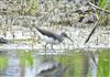 Green Sandpiper