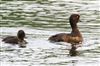 Tufted Duck