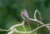 Spotted Flycatcher