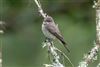 Spotted Flycatcher