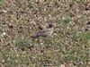 Stone-curlew