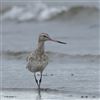 Bar-tailed Godwit