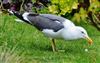 Lesser Black-backed Gull