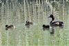 Tufted Duck