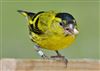 Siskin