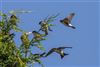 House Martin