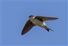 House Martin