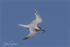 Sandwich Tern