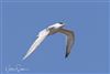 Sandwich Tern