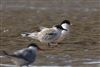 Roseate Tern