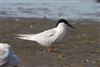 Roseate Tern