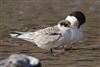 Roseate Tern