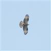 Honey-buzzard