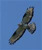 Honey-buzzard