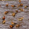 Black-tailed Godwit