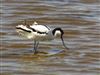 Avocet