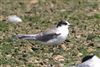 Arctic Tern