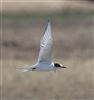 Arctic Tern