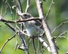 Spotted Flycatcher