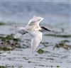 Roseate Tern