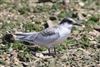 Roseate Tern