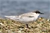 Roseate Tern