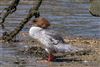 Goosander