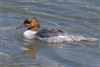 Goosander