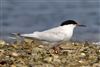 Roseate Tern