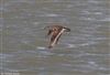 Common Sandpiper