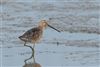 Long-billed Dowitcher