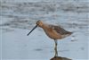 Long-billed Dowitcher